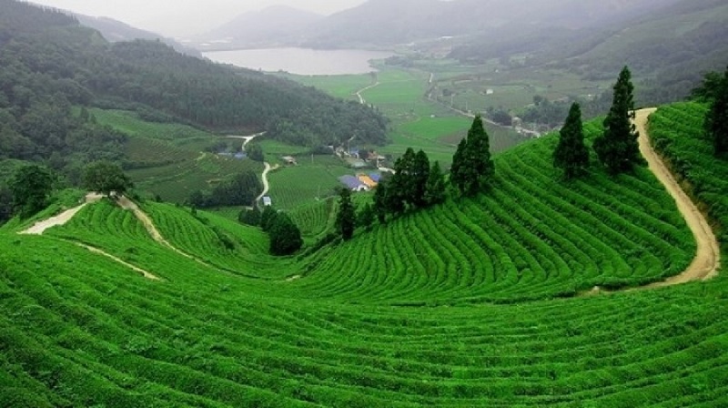 Thành phố Thái Nguyên có đặc sản chè Tân Cương nổi tiếng