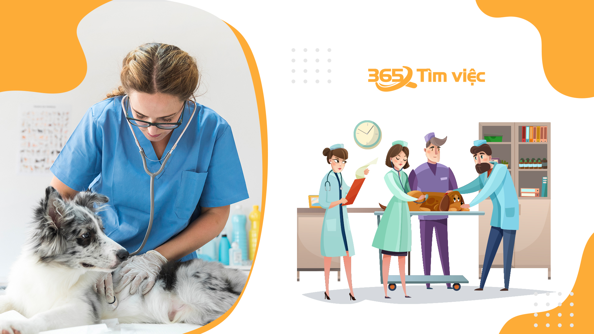 Mô tả công việc nhân viên thú Y đầy đủ và chi tiết nhất
