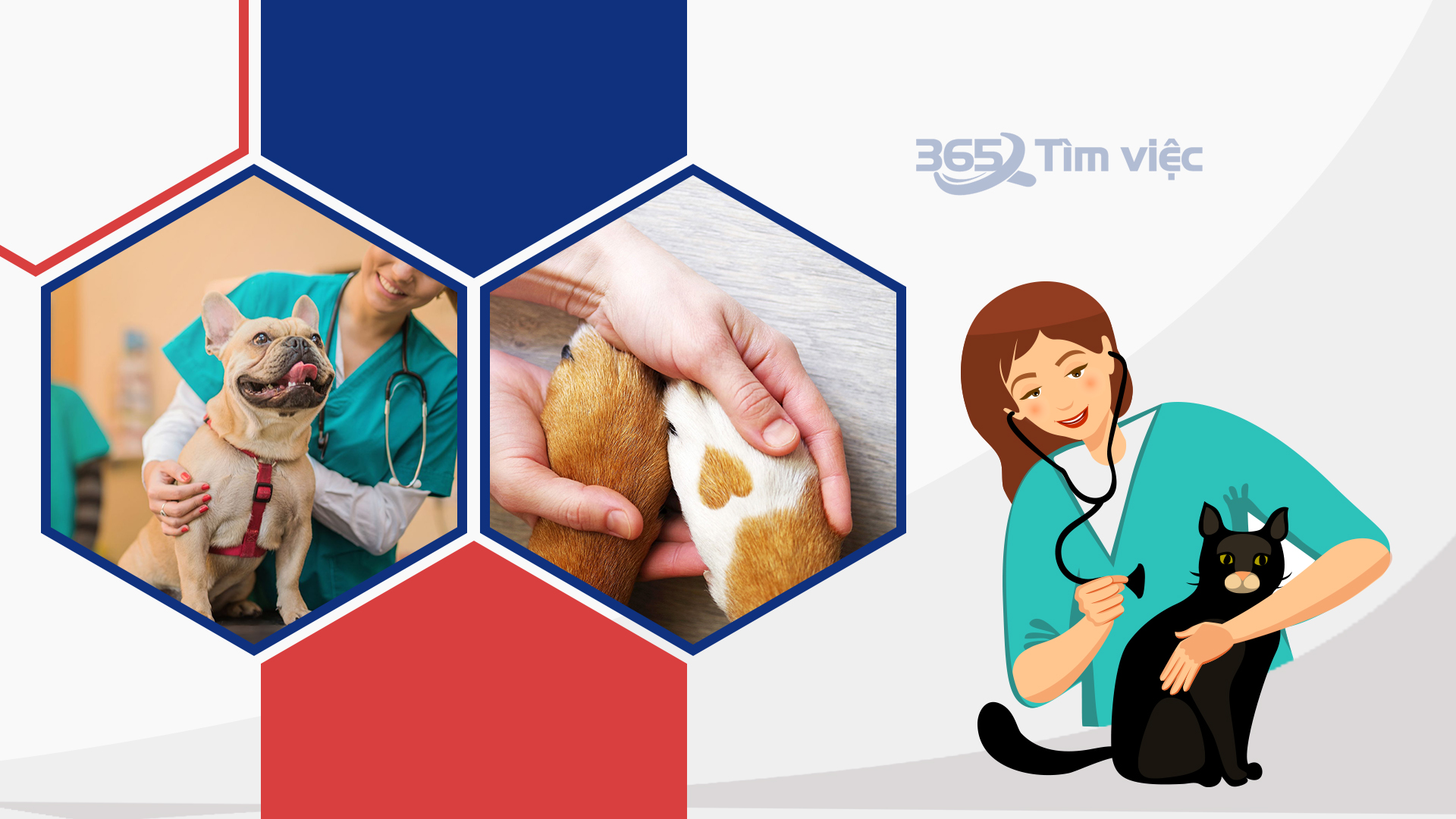 Mô tả công việc nhân viên thú Y đầy đủ và chi tiết nhất