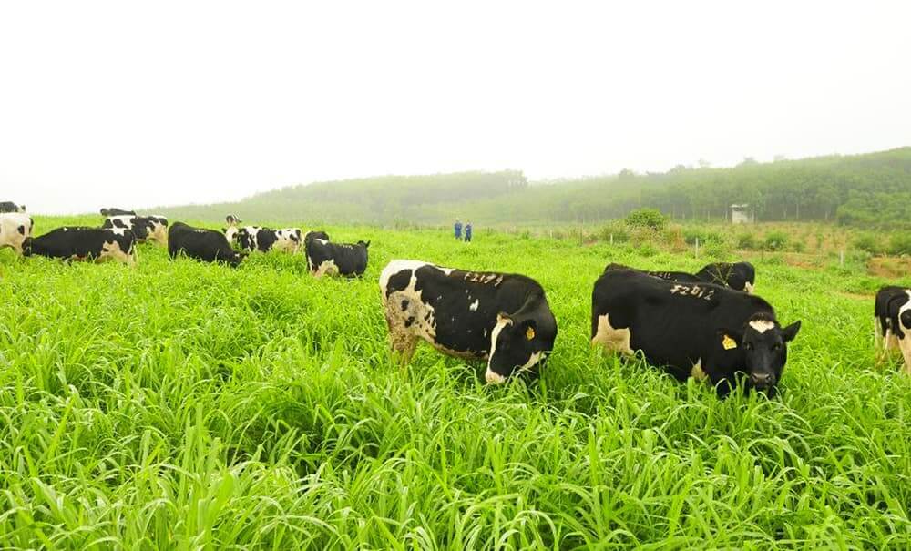Chăn nuôi hữu cơ có lợi gì cho môi trường?