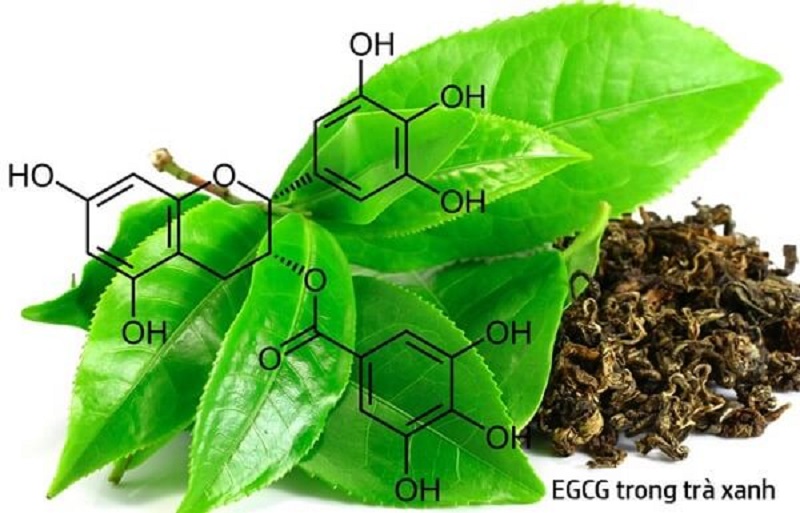 Hợp chất polyphenol trong lá trà xanh