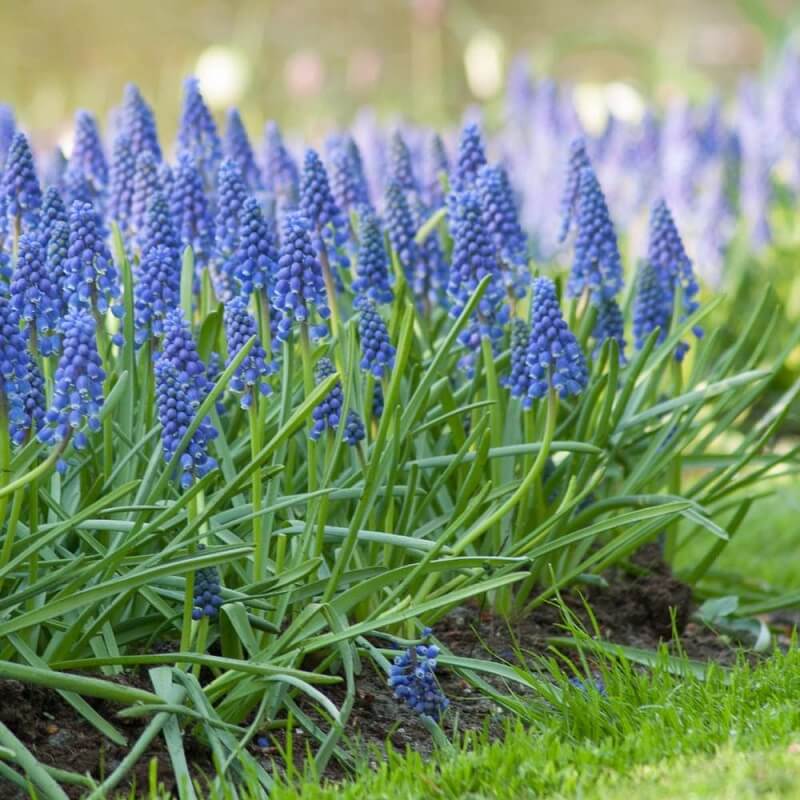 Hướng dẫn trồng, chăm sóc cho cây hoa Bluebell