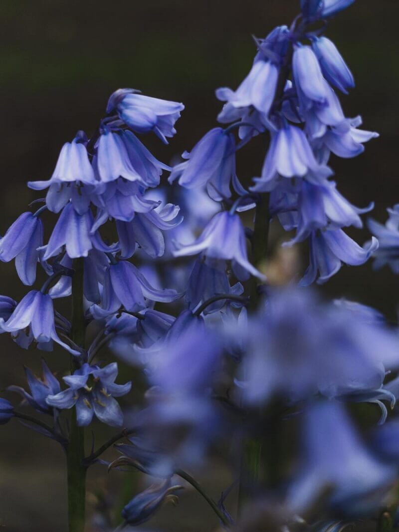Bluebell còn được gọi là hoa chuông xanh do giống hình chiếc chuông nhỏ và có màu xanh