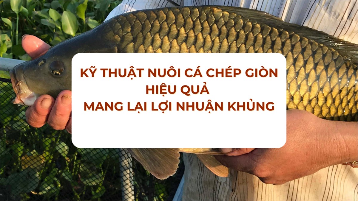 Kỹ thuật nuôi cá chép giòn hiệu quả cho người yêu nghề thủy sản