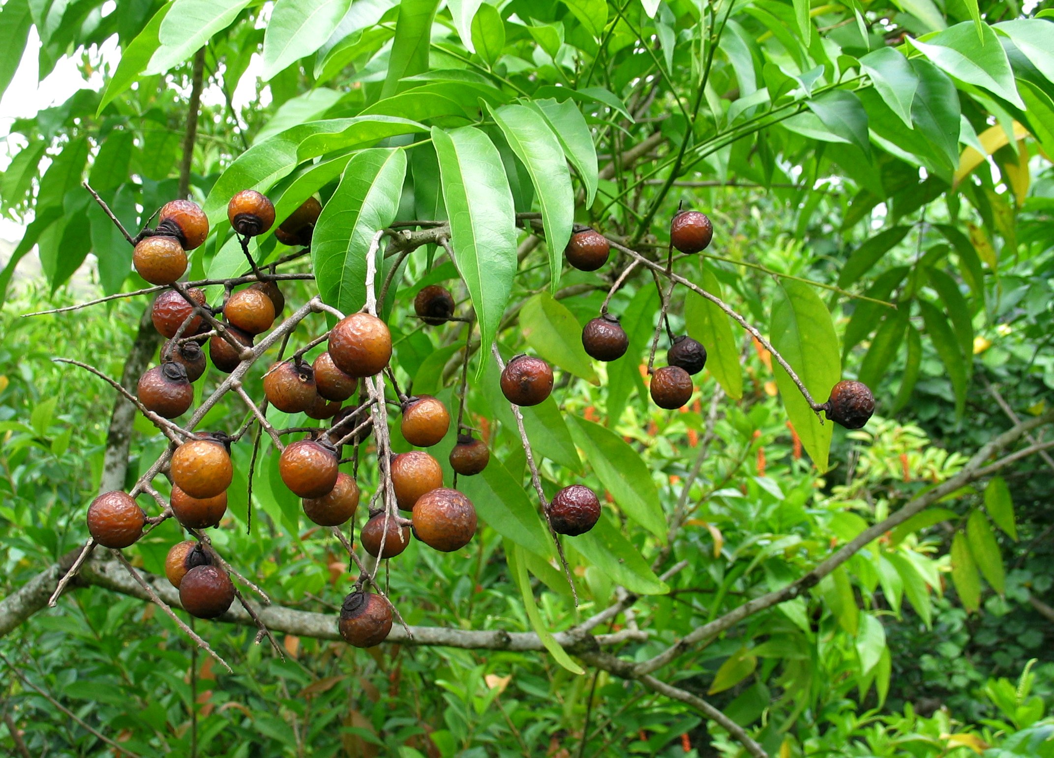 Quả bồ hòn là gì? Công dụng bất ngờ từ loại quả dân dã