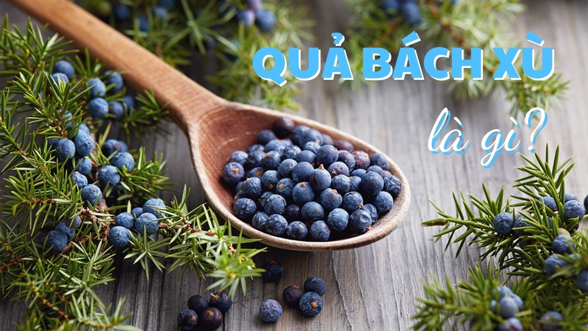 Juniper Berry là gì? Công dụng tuyệt vời trong quả bách xù