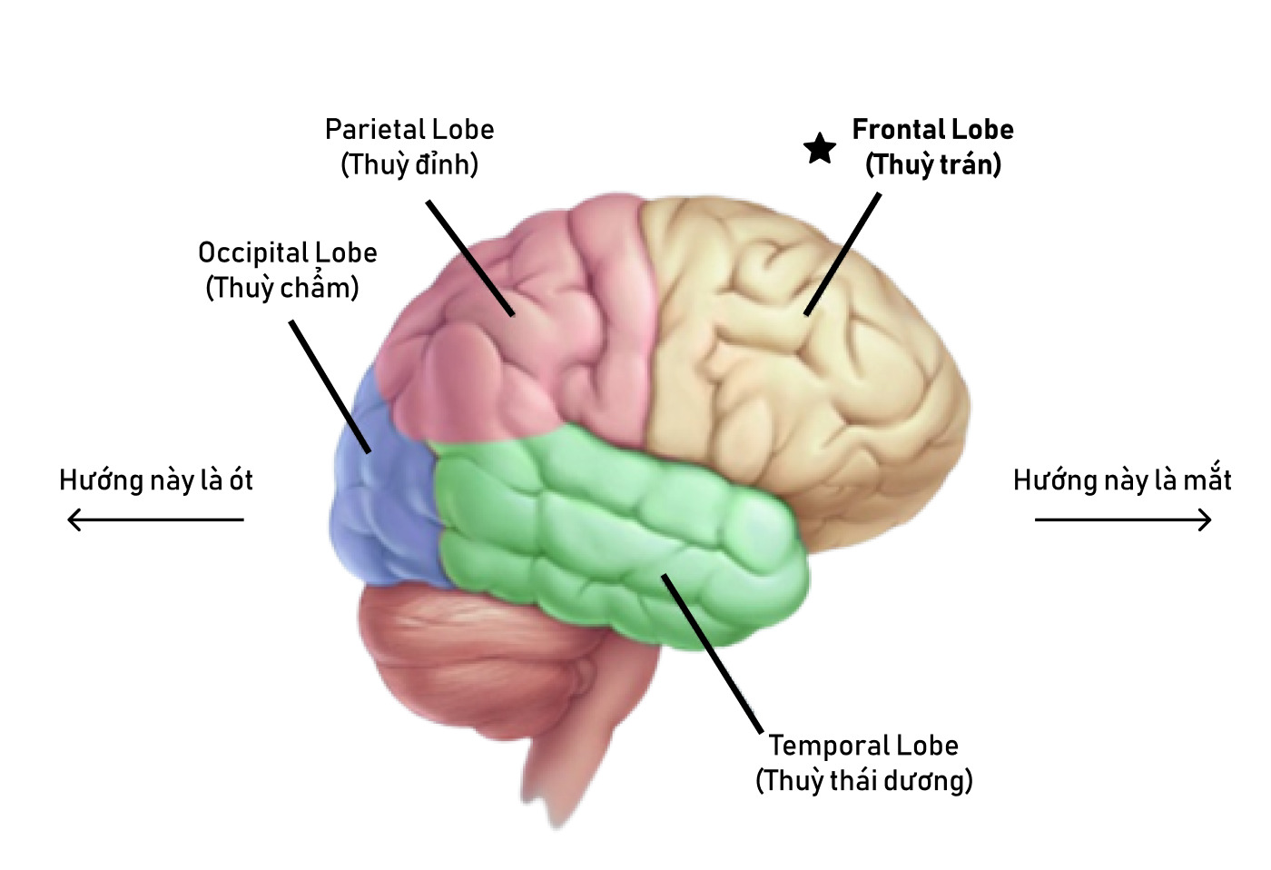 Prefrontal cortex là gì? Đặc điểm của vùng vỏ não trước trán