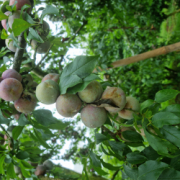 Họ tên