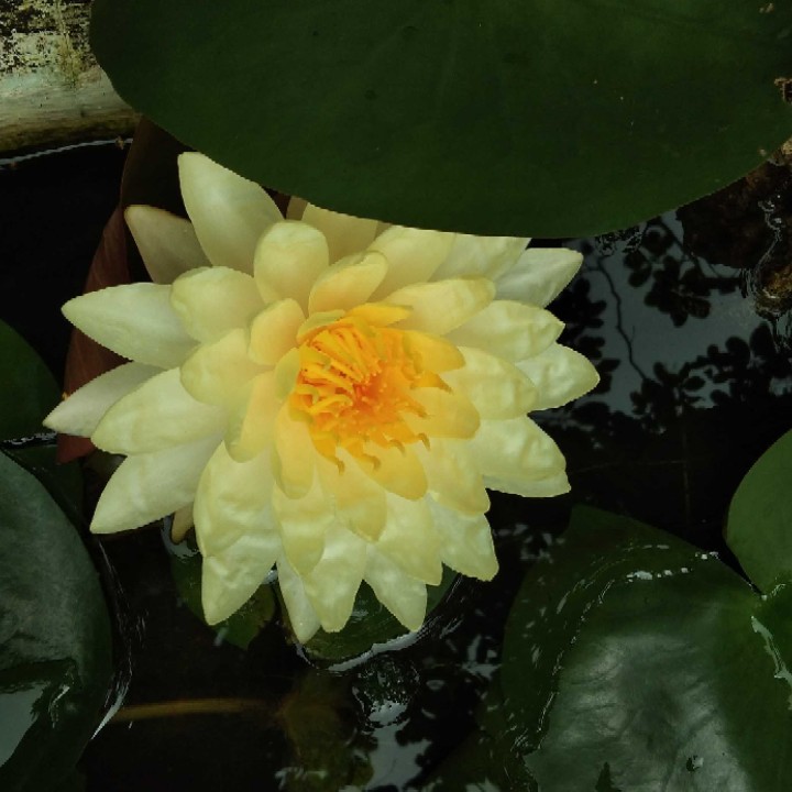 Họ và tên