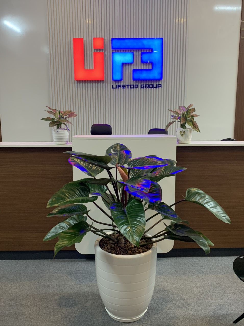lĩnh vực hoạt động