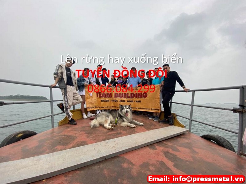 lĩnh vực hoạt động