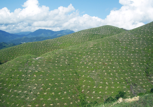 lĩnh vực hoạt động