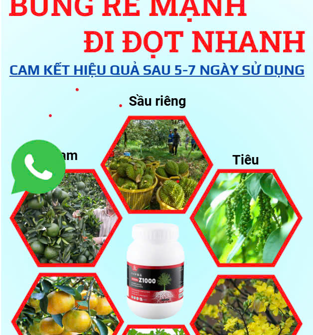 lĩnh vực hoạt động
