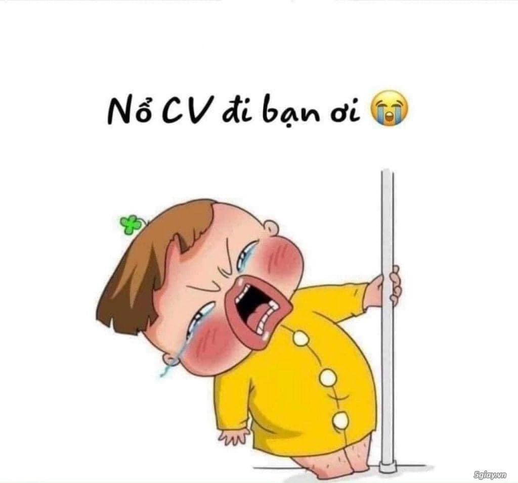 lĩnh vực hoạt động